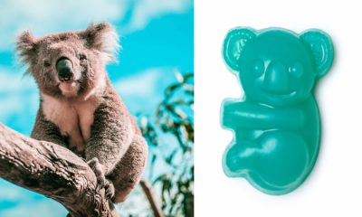 Il sapone di Lush che salva i koala 8