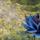 black lotus