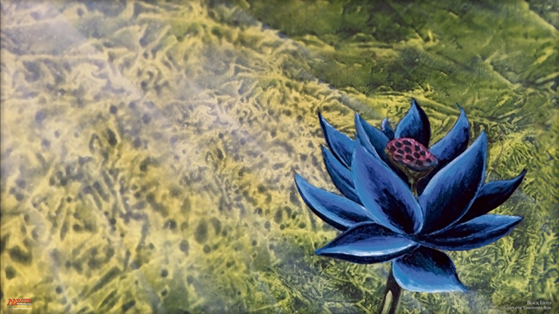 black lotus