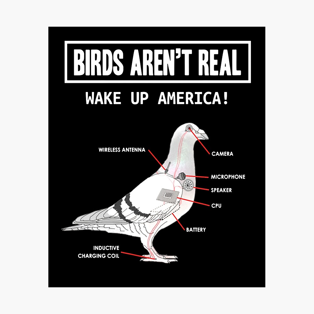 Birds aren't real - Volantino "robot birds"