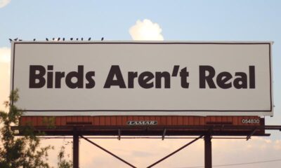 Birds aren't real: combattere la follia con la follia 1
