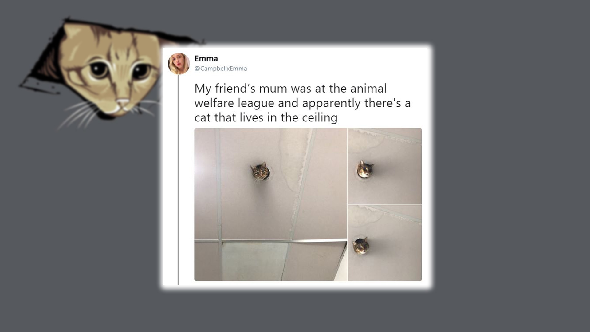 Internet e i Gatti: storia di una coppia vincente 3 LOLCats - Second Ceiling Cat