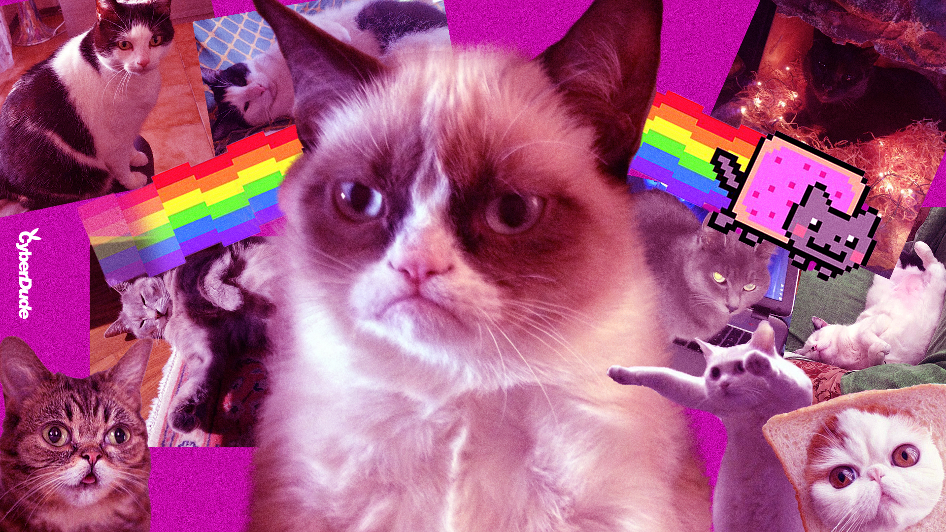 Internet e i Gatti: storia di una coppia vincente 1 Internet e i Gatti: storia di una coppia vincente