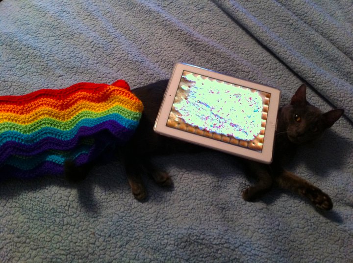 Marty - Il vero Nyan Cat Marty - Il vero Nyan Cat