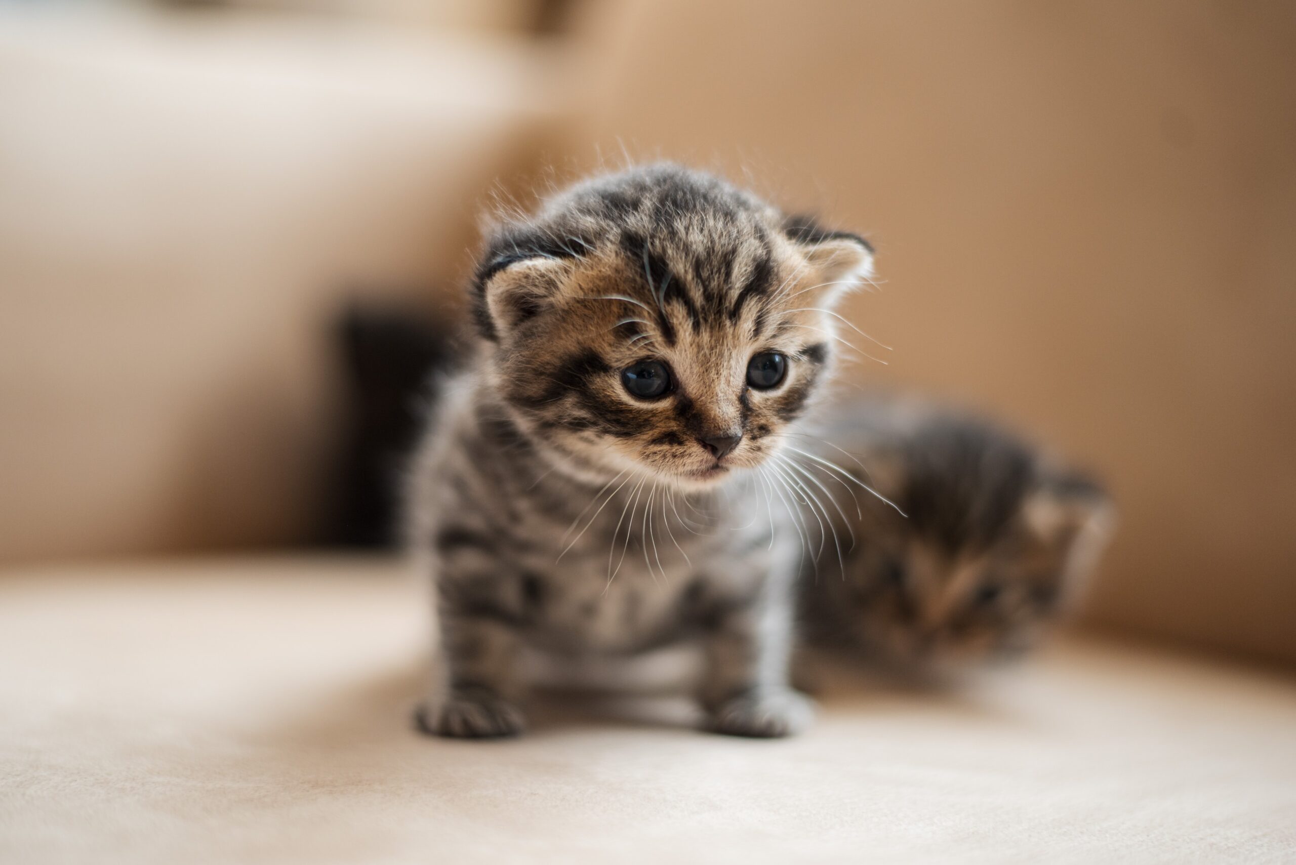 Gattino carino Gattino carino